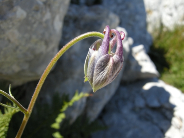 Aquilegia magellensis /  Aquilegia magellense